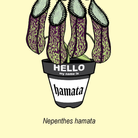 ギルビ「Nepenthes hamata」