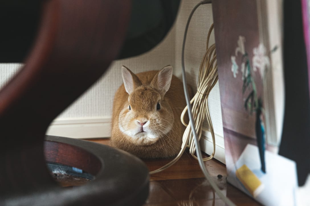 部屋の隅に隠れていたウサギのフクちゃん。 Image by FASHIONSNAP