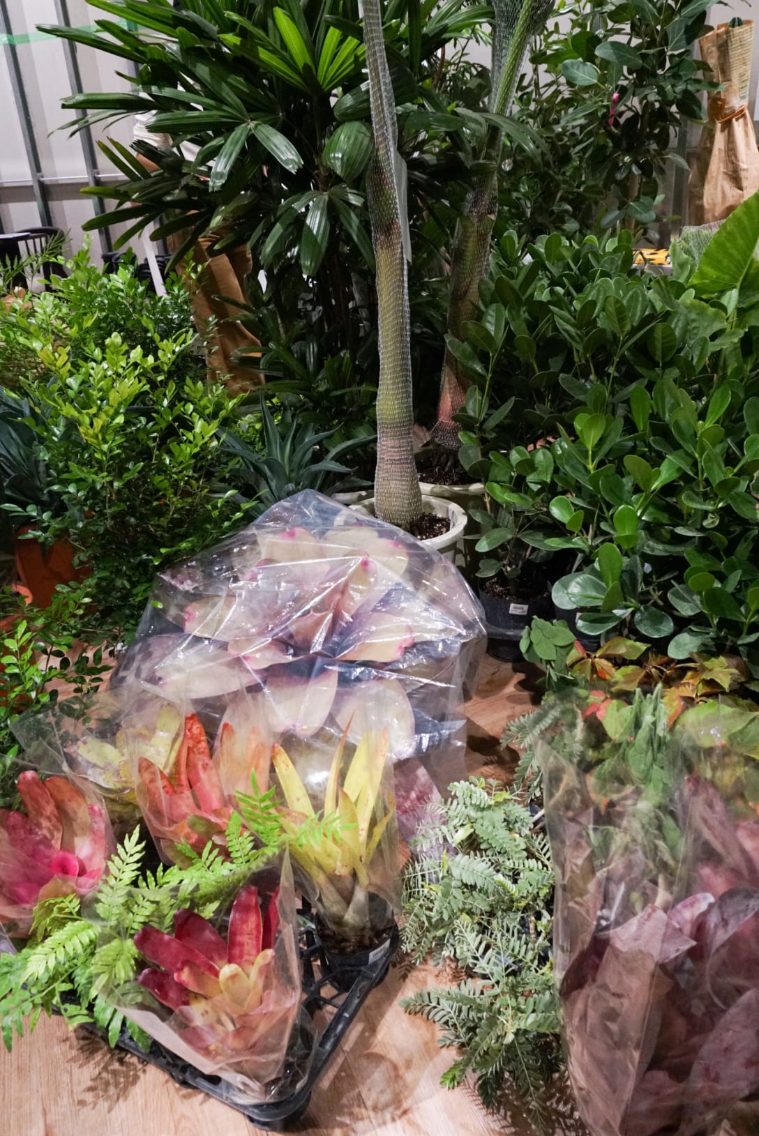 観葉植物は大型だと15万円程度するものも Image by FASHIONSNAP