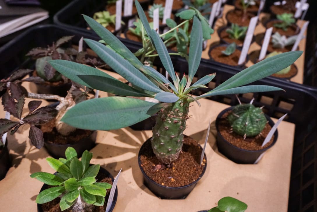 卓上サイズの観葉植物。「すべて1点物の希少な商品」だという Image by FASHIONSNAP
