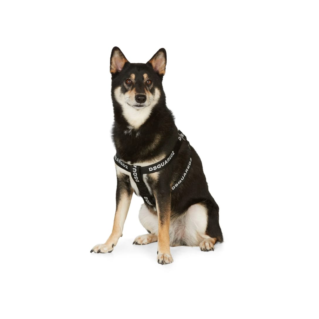 DSQUARED2
Poldo Dog Couture エディション ブラック Nastro ドッグ ハーネス ¥54,500（関税・消費税込）
