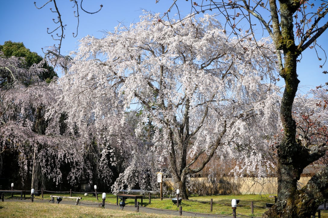 カルティエが2004年に植樹した醍醐寺の枝垂れ桜 Image by MAKOTO ITO